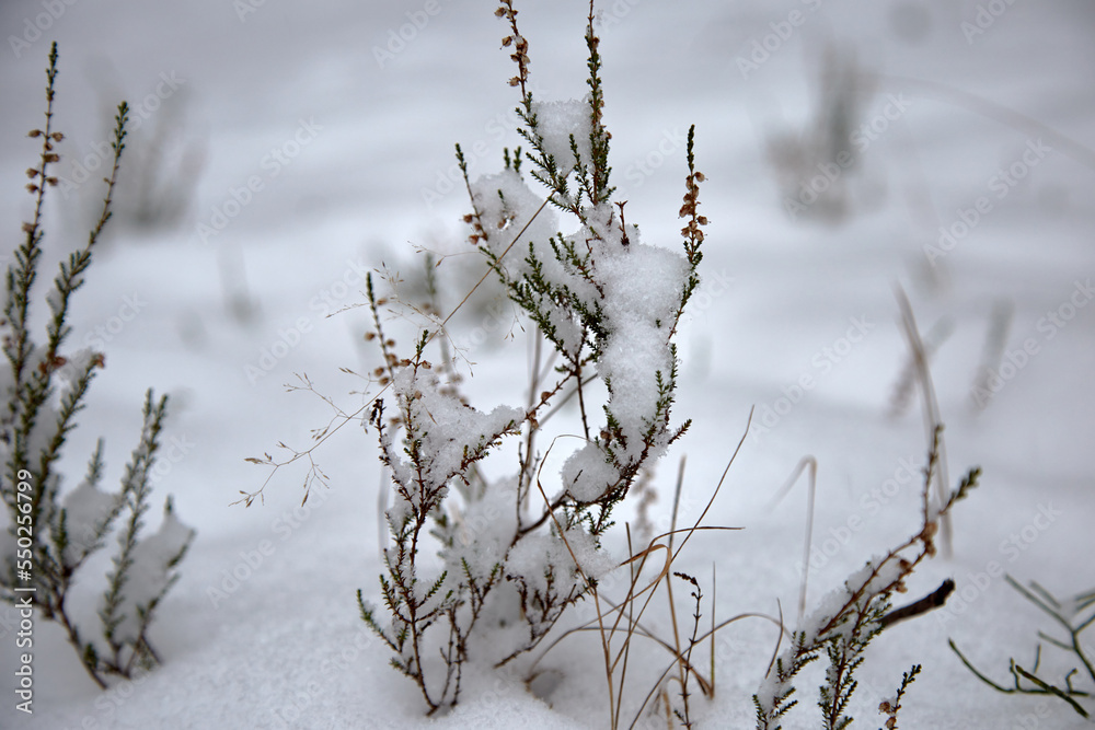 Heather covered with snow in a winter forest, selective focus