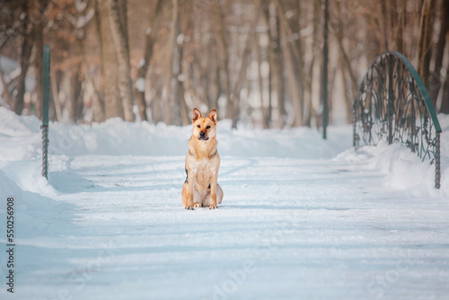 A mixed breed dog on a walk. Cute dog in the snow. Funny pet. Pet adoption. Winter park © OlgaOvcharenko