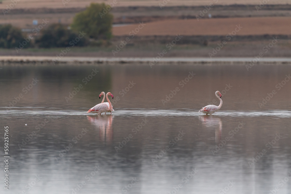 Beautiful trio of flamingos and their reflection two of them cross their necks walking on the salty lagoon of Petrola in Albacete, Spain