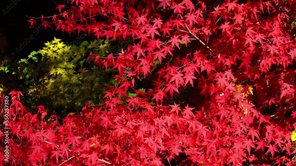 懐古園の紅葉 懐古園の紅葉