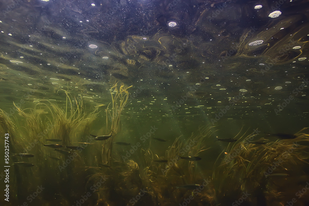 flock of small fish underwater, freshwater bleak fish anchovy seascape flock of small fish underwater, freshwater bleak fish anchovy seascape