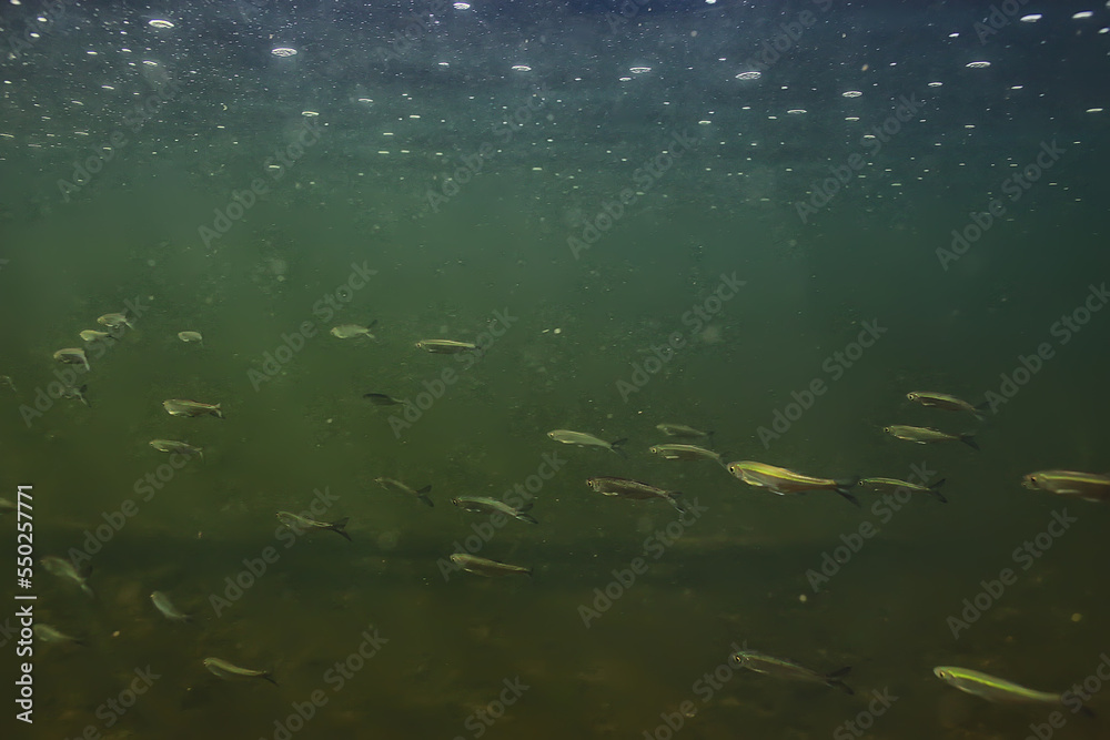 fish underwater shoal, abstract background nature sea ocean ecosystem fish underwater shoal, abstract background nature sea ocean ecosystem