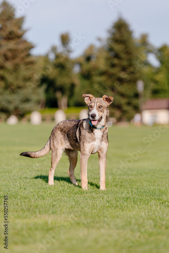 A mixed breed dog on a walk. Dog running on the grass. Cute dog playing. Funny pet. Pet adoption. © OlgaOvcharenko