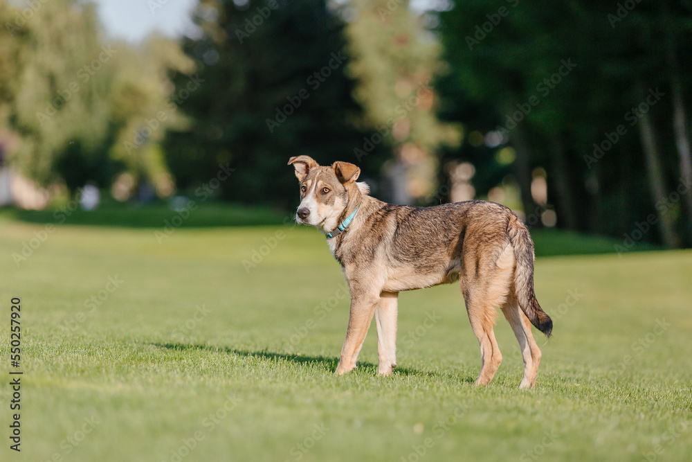 A mixed breed dog on a walk. Dog running on the grass. Cute dog playing. Funny pet. Pet adoption.