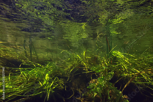 multicolored underwater landscape in the river  algae clear water  plants under water