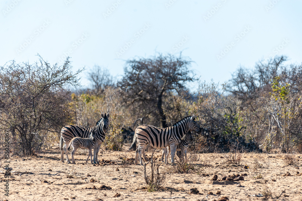 Obraz premium A group of Burchell's Plains zebra -Equus quagga burchelli- walking on the plains of Etosha National Park, Namibia.