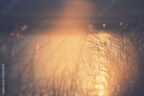 Dry autumn reeds on the shore of lake at sunset. Autumn landscape.