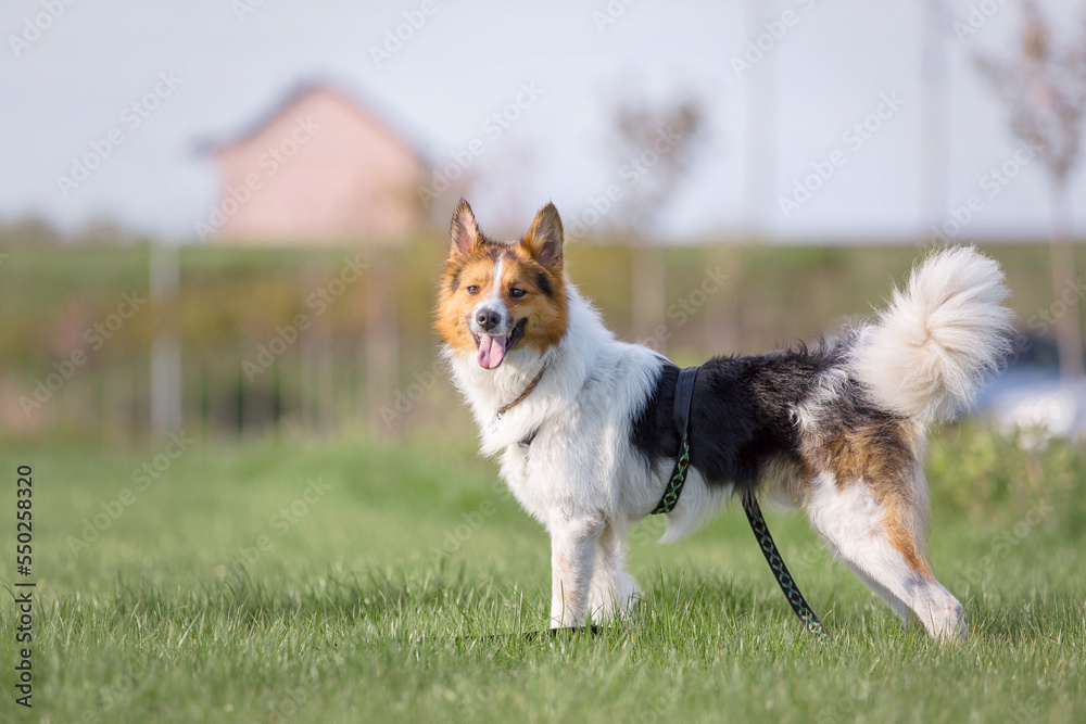 A mixed breed dog on a walk. Dog running on the grass. Cute dog playing. Funny pet. Pet adoption.