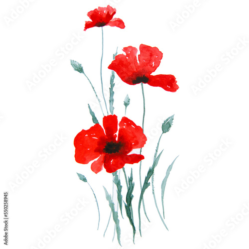 Red poppy flowers watercolor painting. Art floral illustration isolated on white background.