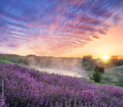 Flowering lavandula or lavender field in the dawn light. A light morning mist and colorful cloudlets in the sky at the background.