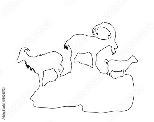Mountain alps goats on rock line contour vector silhouette illustration isolated. Wild animal symbol. Ibex goat couple, male and female with goatling. Wildlife animal goat family on top of the hill.