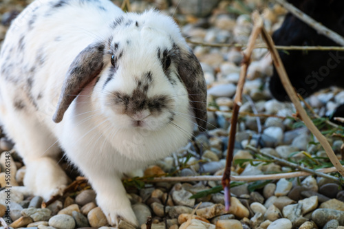 Beautiful spotted white and black, or grey rabbit - mini lop is sitting outside in the aviary © Lucia