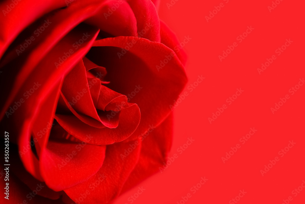 Fresh red rose flower on color background, closeup Fresh red rose flower on color background, closeup