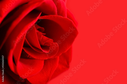 Fresh red rose flower on color background  closeup