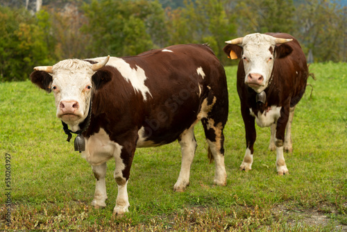 Two brown piebald cows grazing