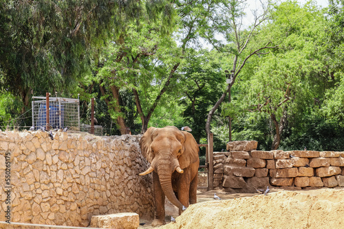Cute African elephant in zoo