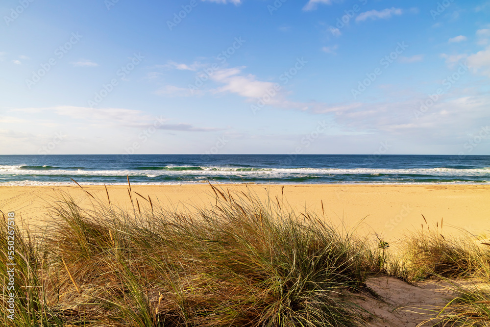 Windswept coastal dunes with dense, spiky tufts of Marram grass.