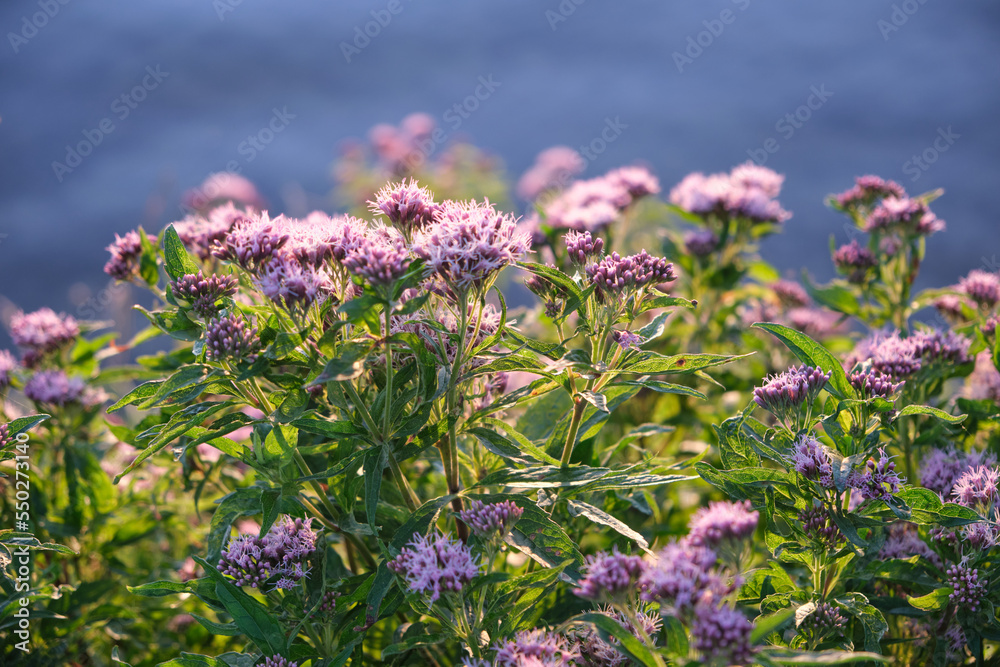 Beautiful purple inflorescences of the Eupatorium plant against a deep blue sky. Selective focus. Harmonious color palette of nature Beautiful purple inflorescences of the Eupatorium plant against a deep blue sky. Selective focus. Harmonious color palette of nature