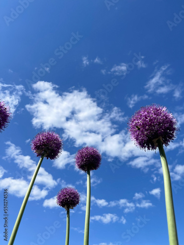 Flowers of decorative bow on a blue sky with clouds background.