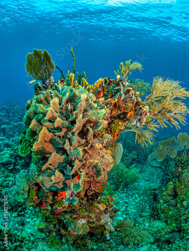 Caribbean coral garden,roatan, Honduras