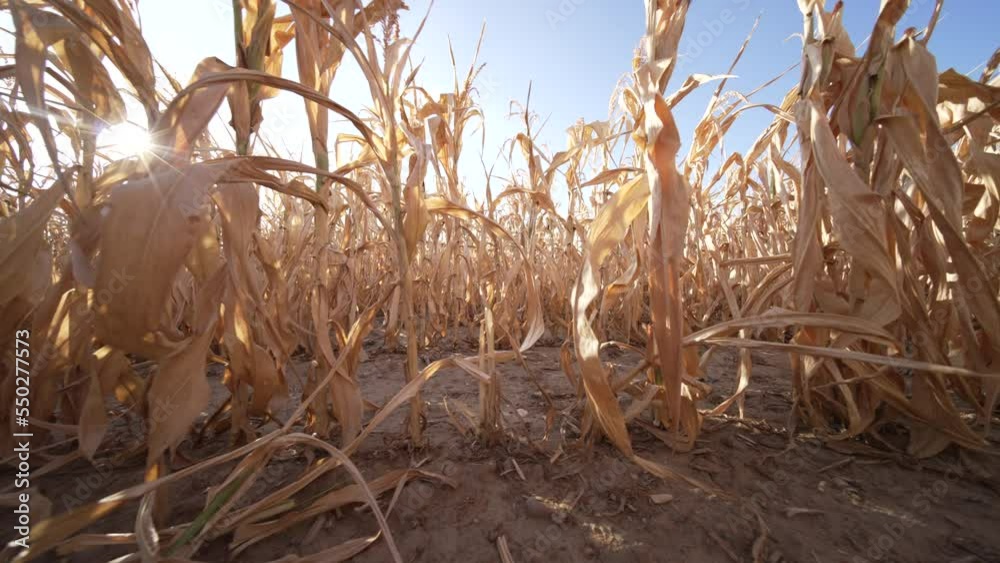 crop failure in the dry summer 2022 in germany