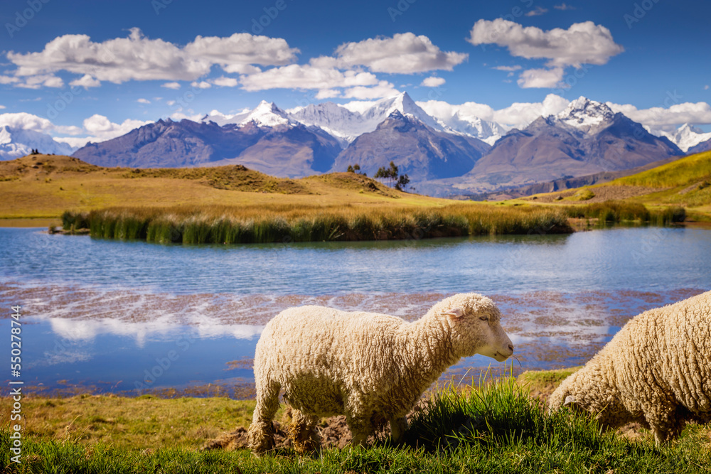 Wilcacocha lake and sheeps in Cordillera Blanca, snowcapped Andes, Ancash, Peru