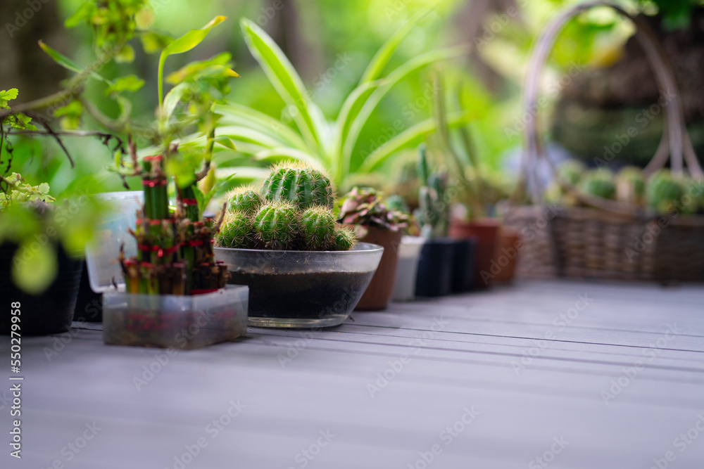 Fototapeta premium Collection of various cactus and succulent plants in different pots