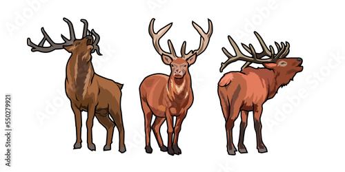 deer vector illustration set