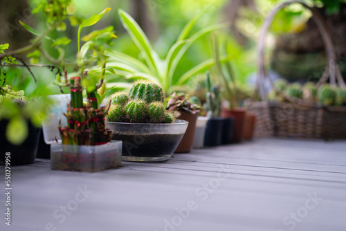 Collection of various cactus and succulent plants in different pots