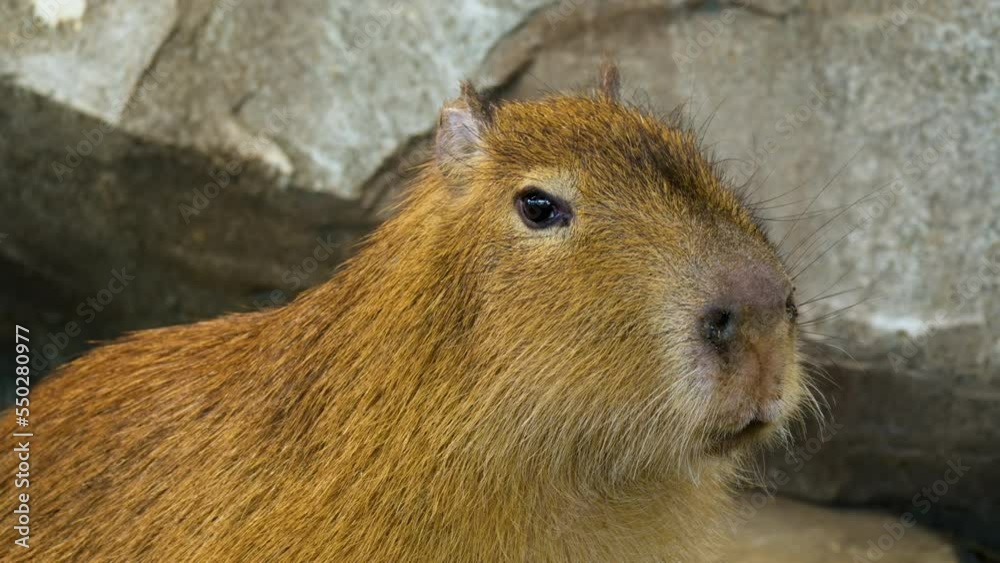 Closeup Portrait of a Capybara chewing and looking straight into the eyes Closeup Portrait of a Capybara chewing and looking straight into the eyes