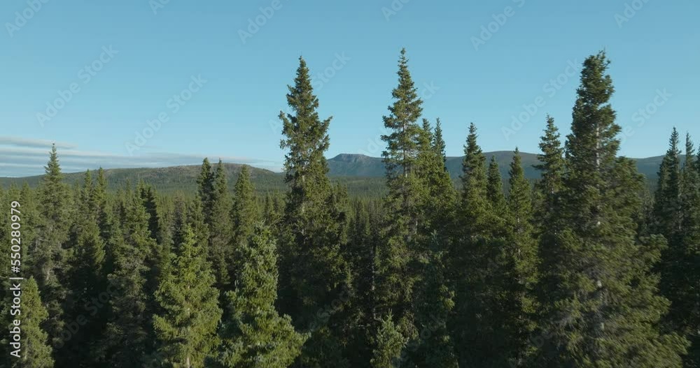 Incredible drone shot flying through two tall trees to reveal a mountain range in the background Incredible drone shot flying through two tall trees to reveal a mountain range in the background
