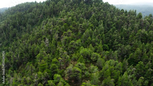 Aerial view of pine tree forest in Evia Greece. photo