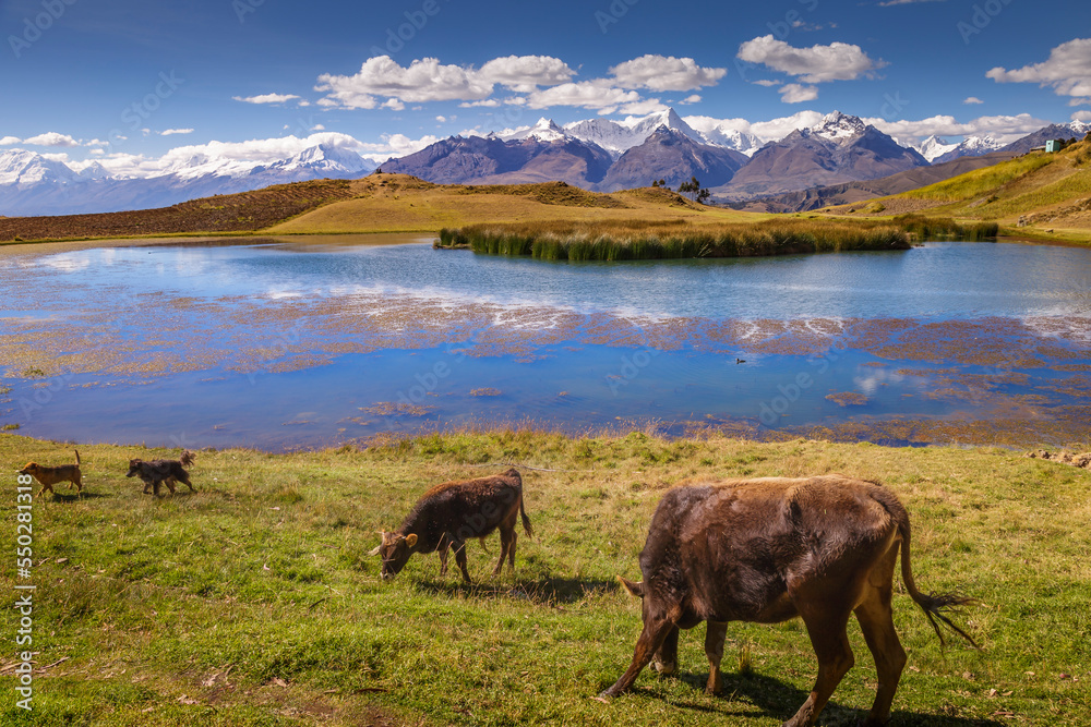 Wilcacocha lake and cows in Cordillera Blanca, snowcapped Andes, Ancash, Peru