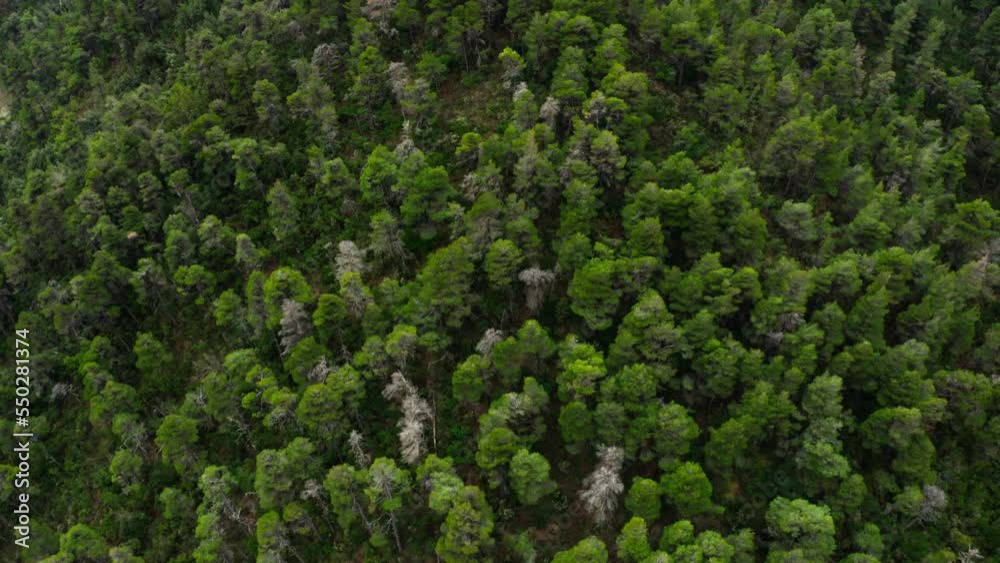 Flying over a pine tree forest in Evia Greece. Flying over a pine tree forest in Evia Greece.