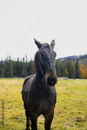 Horse on nature. Portrait of a horse, black horse. 
