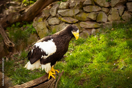 Big bird of prey eagle with a yellow beak behind a metal mesh in a zoo