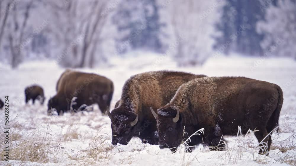 Bison grazing in field during winter in Wyoming in the Grand Tetons.