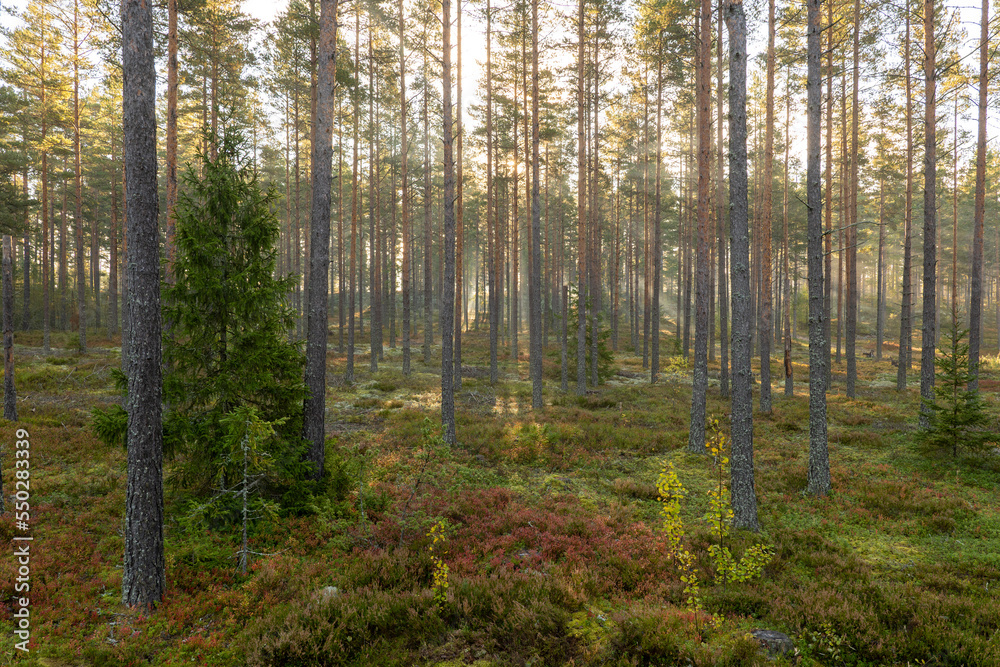 Naklejka premium Tree forest landscape. Forest therapy and stress relief