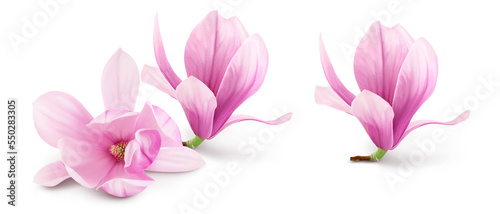 Pink magnolia flower isolated on white background with full depth of field