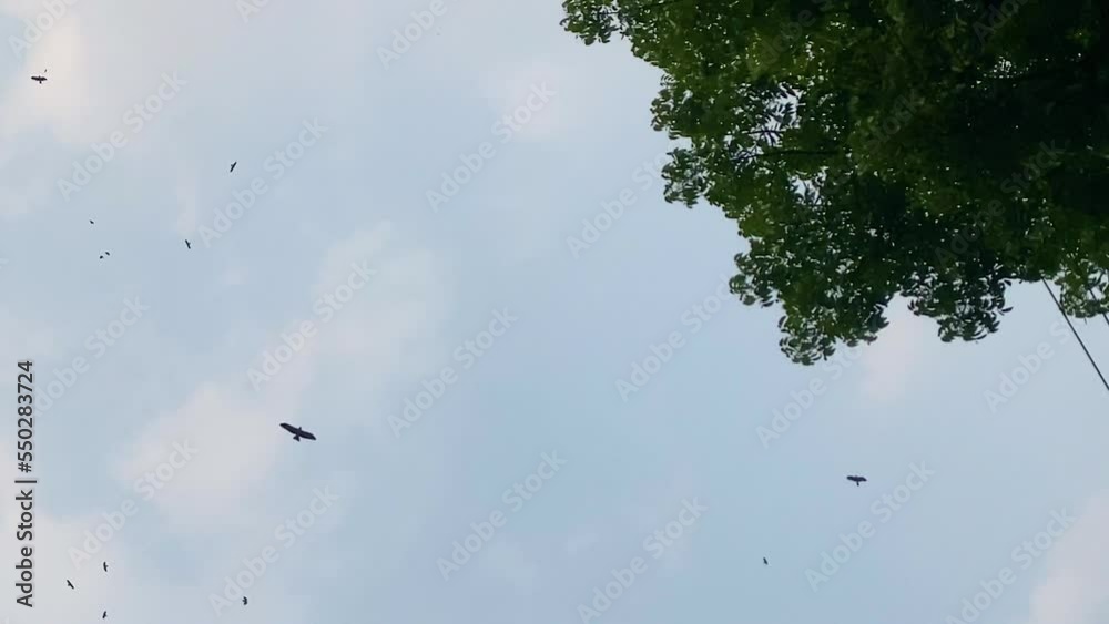 Cinematic several Hawks in the sky. Hunting Hawks. Trees blocking the shot. Cinematic several Hawks in the sky. Hunting Hawks. Trees blocking the shot.