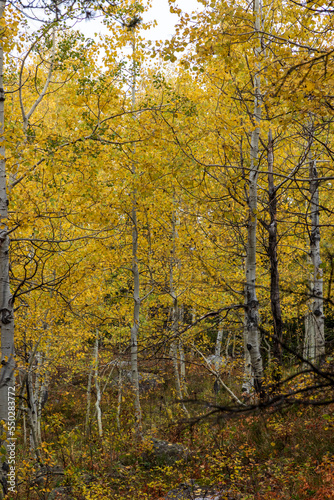 Trees with fall colors at Grand Teton National Park. Wyoming. Usa.