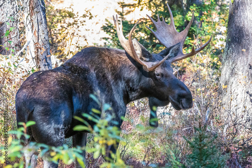Moose in the forest at Grand Teton National Park. Wyoming. USA.
