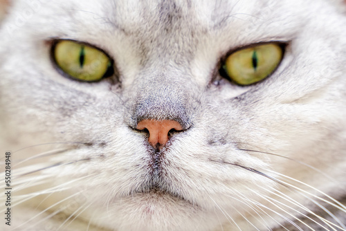 Close-up of a cat's muzzle. Scottish cat with green eyes.