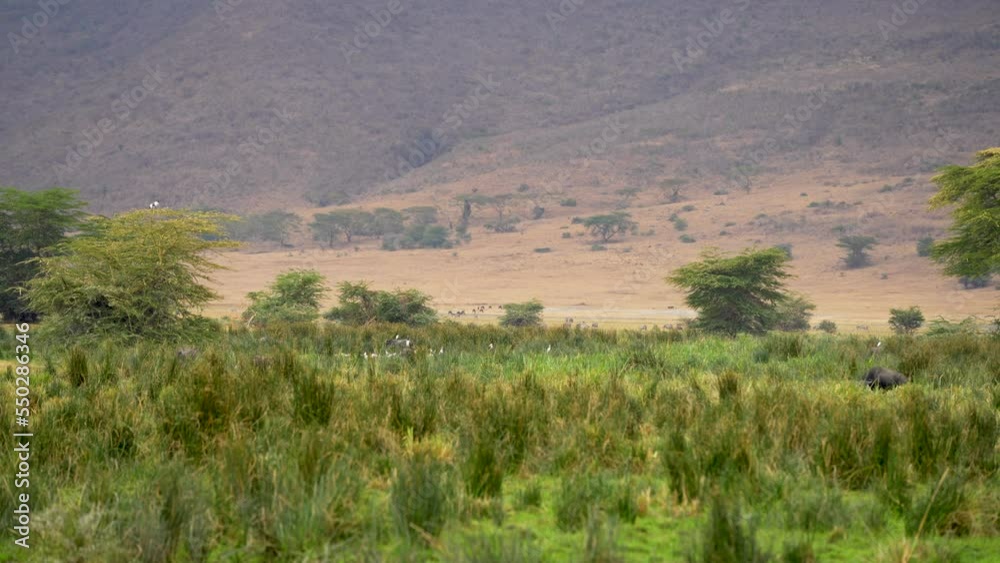 Egrets and storks at Ngorongoro Crater natural preserve grasslands in Tanzania Africa, Handheld wide angle shot Egrets and storks at Ngorongoro Crater natural preserve grasslands in Tanzania Africa, Handheld wide angle shot