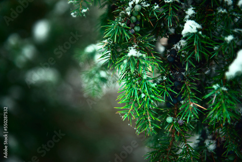 juniper branch with juniper berries on a black background. Dark photo. Branches And Needles Of Juniper In Close-up. Dark Green Coniferous Background For The Design. copy space. christmas mood © Viktorya 