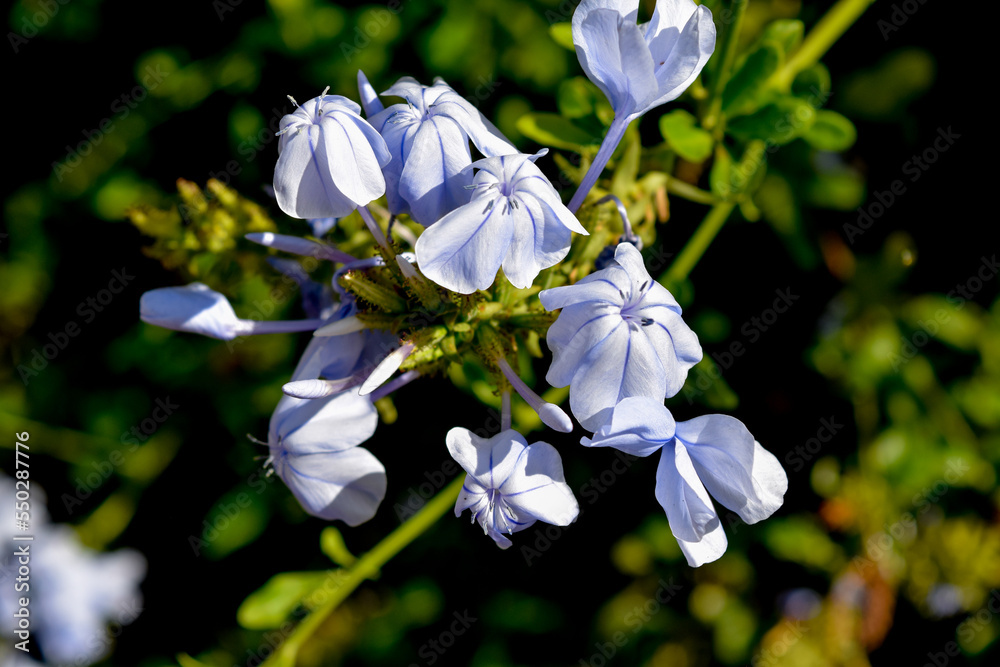 flores de un jazmín celeste.. Plumbago, Jazmín del cielo, Celestina - verdeesvida