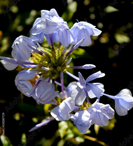 flores de un jazmín celeste.. Plumbago, Jazmín del cielo, Celestina - verdeesvida photo