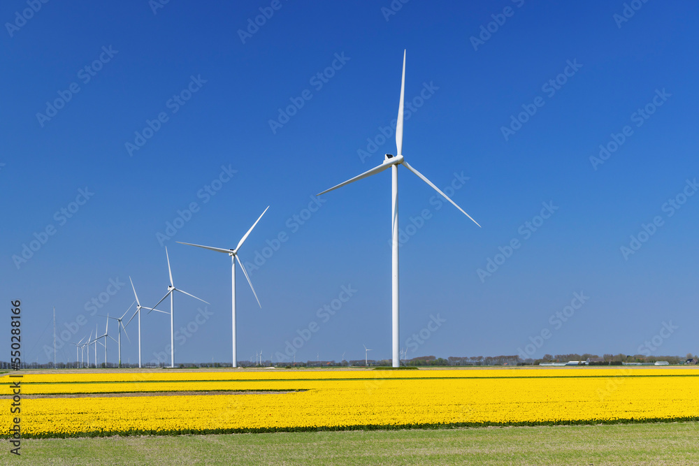 wind turbines with yellow tulip field in Northern Holland, Netherlands wind turbines with yellow tulip field in Northern Holland, Netherlands