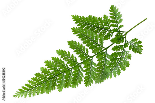 Fresh green fern leaf isolated png on white background - Wallpaper with copy space  ideal for design elements  tropical leaf  nature  wellness  beauty  cosmetic themes.