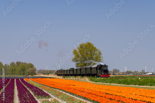 steam trai with tulip field, Hoorn - Medemblik, Noord Holland, Netherlands photo